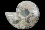 Cut Ammonite Fossil (Half) - Agatized #69048-1
